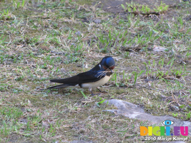 SX14401 Swallow with grass in beak (Hirundo rustica)